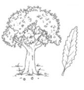 image.jfif
